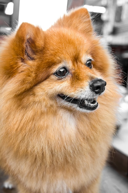 Brown Spitz dog is waiting for snack