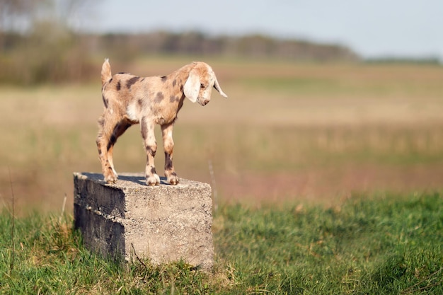 Brown spotted nice little goatling standing on a concrete block