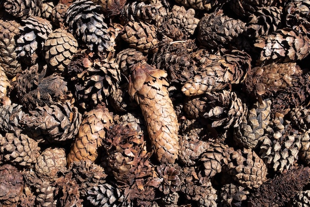 Photo brown spruce cones closeup background or texture