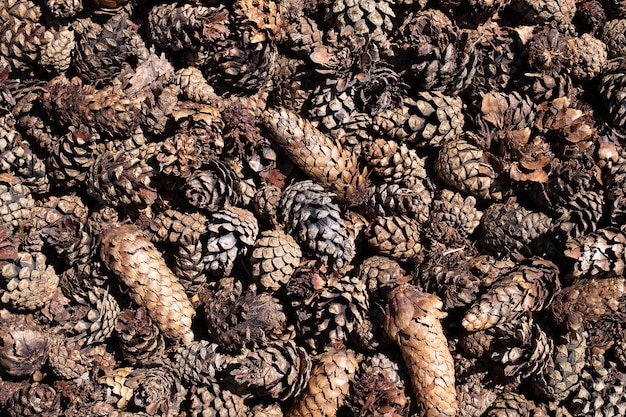 Brown spruce cones closeup background or texture