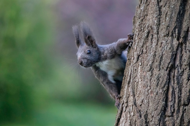 brown squirrel in autumn on a tree under green leaves squirrel walks in the park