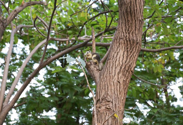 The Brown squirrel eat food on the tree focus selective