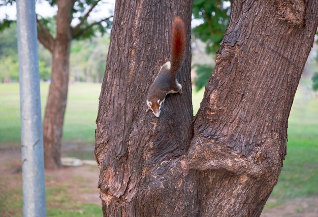 The Brown squirrel upside down on the tree focus selective