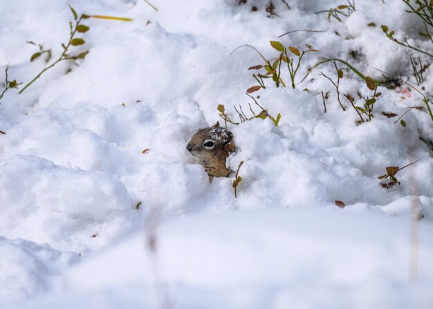 茶色のリスが雪の山から頭を突く