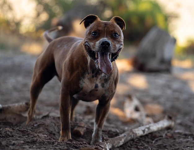 Photo brown staffordshire bull terrier dog with mouth open standing on a muddy field