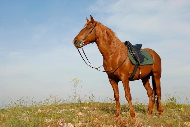 Brown stallion