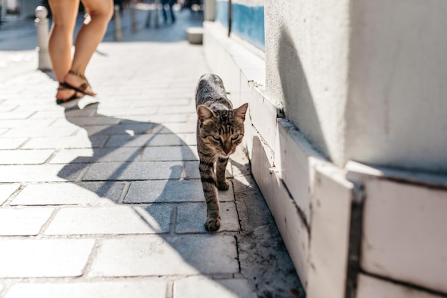 Photo brown stray cat walking on sidewalk