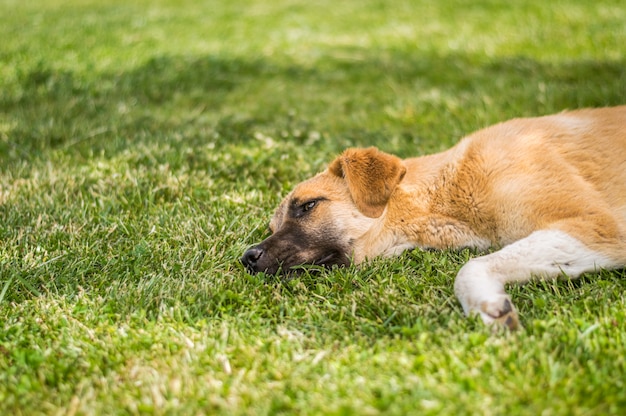 Brown stray dog lying on the grass in a park