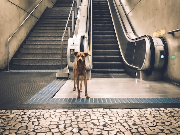 Brown stray dog in a subway standing near the stairs and escalator