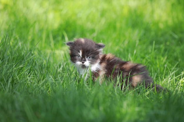 Brown stray kitten in the meadow