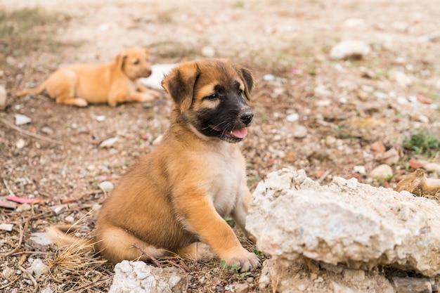 Photo brown stray puppies sitting on the ground