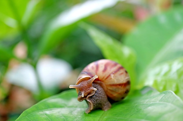 Brown Stripe Shell Snail Relaxing on Vivid Green Leaf
