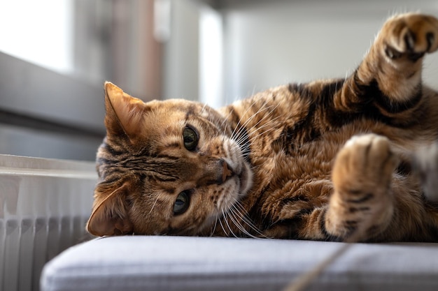 Brown striped Bengal cat plays with toy mouse