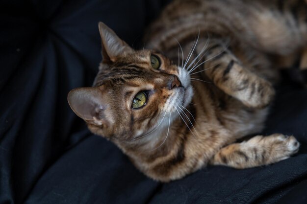 Brown striped Bengal cat plays