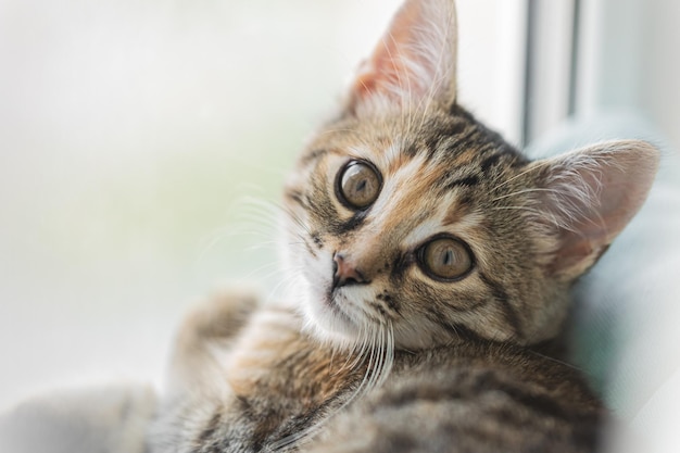 Brown striped cat Cute kitty close up