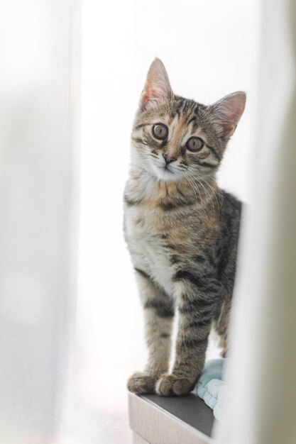 사진 갈색 줄무늬 고양이 귀여운 키티 클로즈업