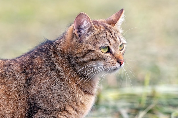 A brown striped cat is looking carefully at something in the green grass in the summer looking for prey