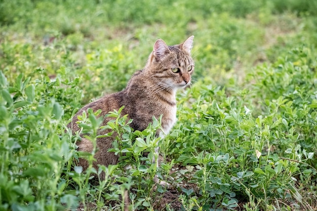 A brown striped cat is looking carefully at something in the green grass in the summer looking for prey