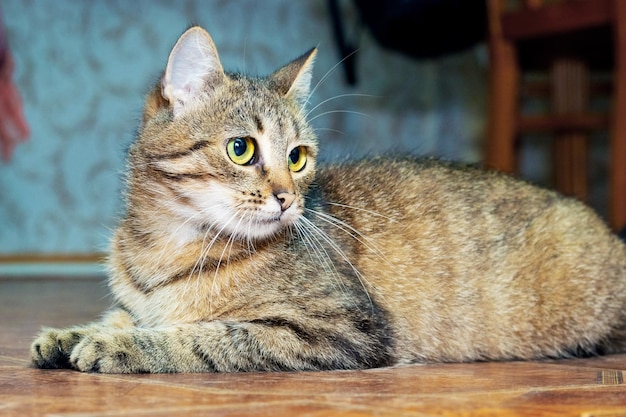 A brown striped cat is lying on the floor in a room and looks attentively to the side