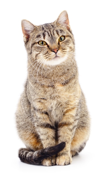 Brown striped cat isolated on white background