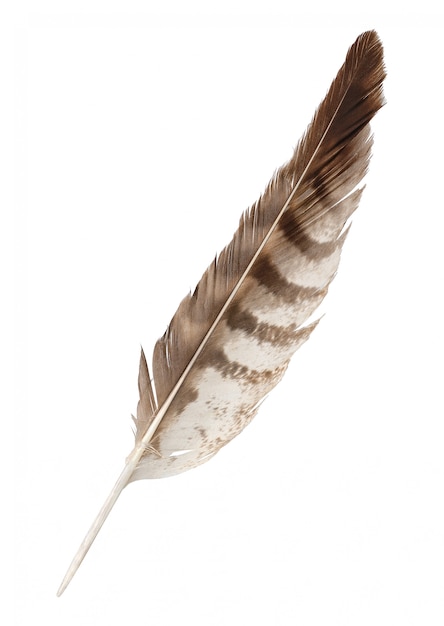 Brown striped feather quill isolated