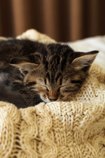 갈색 줄무늬 고양이는 니트 모직 베이지색 격자 무늬 위에서 잔다. 작고 귀여운 솜털 고양이. 아늑한 집.