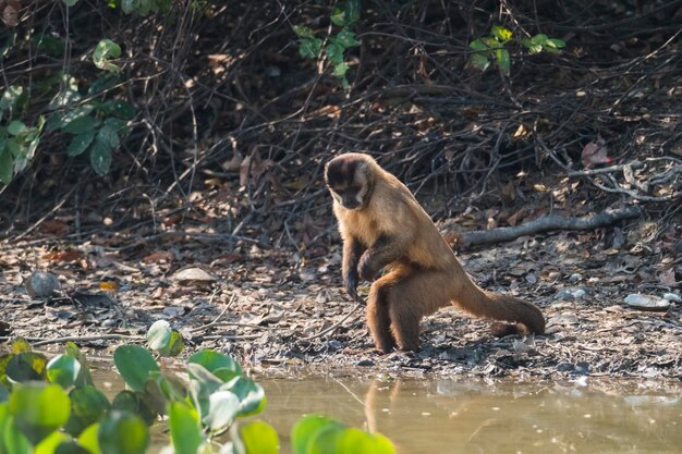 Brown striped tufted capuchin monkeyPantanalBrazil