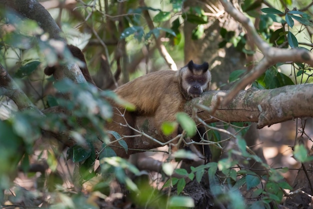 Коричневая полосатая хохлатая обезьяна-капуцин ПантаналБразилия