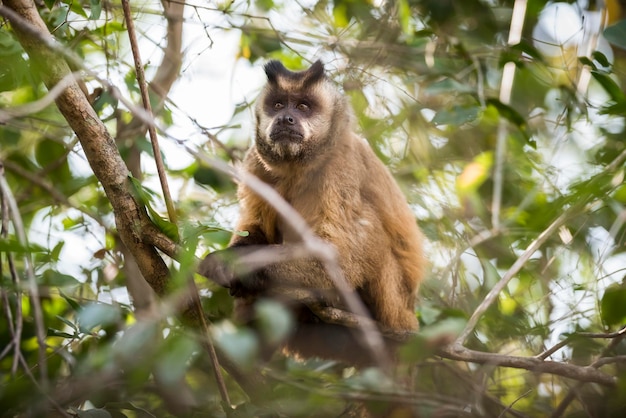 Brown striped tufted capuchin monkeyPantanalBrazil