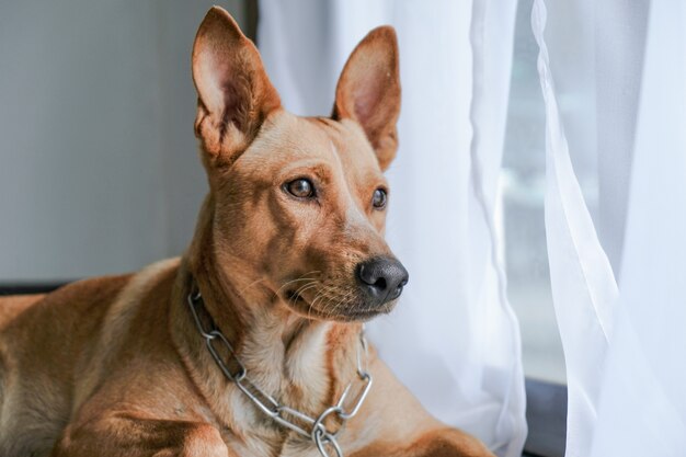 笑顔で茶色の甘いおかしい犬。