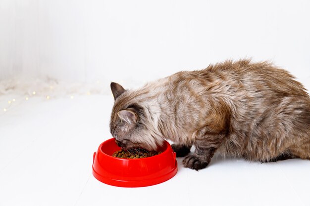 Brown tabby cat eating from a red bowl