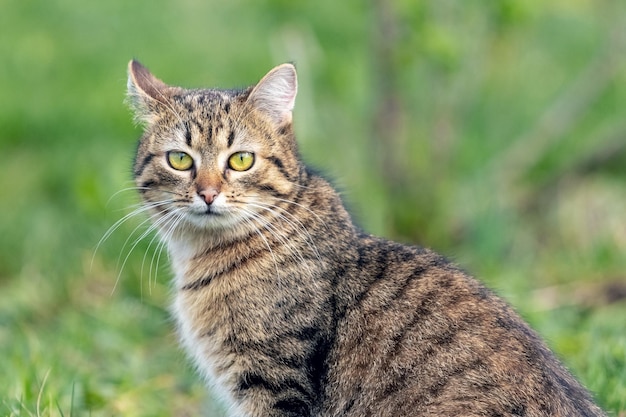 A brown tabby cat in the garden on a background of green grass closeup