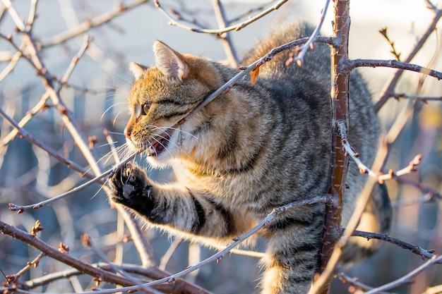 A brown tabby cat gnaws a tree branch in autumn