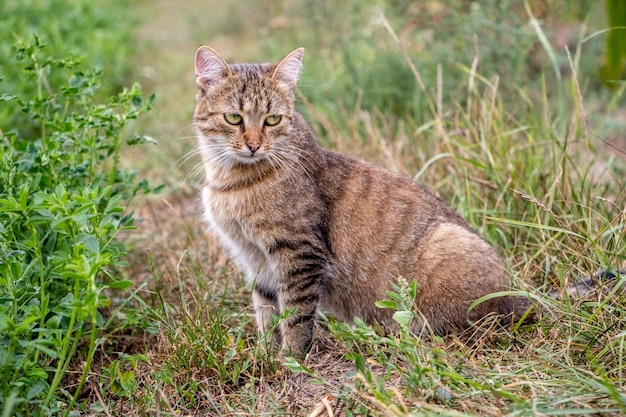 A brown tabby cat sits in the garden among the grass