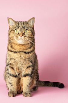 Il gatto tabby marrone si siede su uno sfondo rosa, guarda nella telecamera. dritto scozzese.