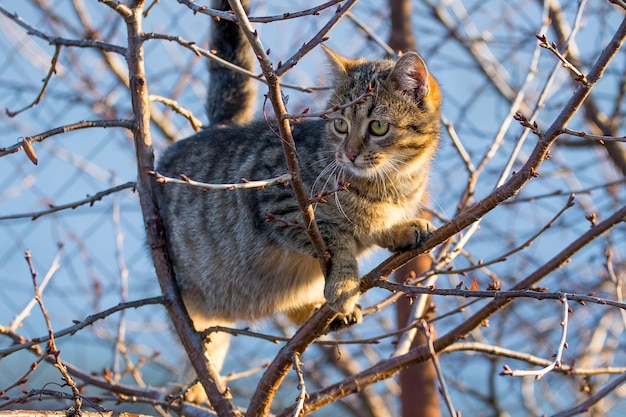 Brown tabby cat on a tree in autumn in sunny weather