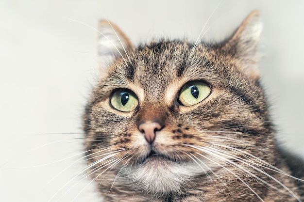 Brown tabby cat with green eyes closeup Portrait of a cat