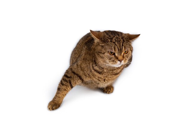 Brown tabby striped british cat isolated on white background