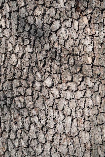 Struttura marrone della macro della corteccia di albero