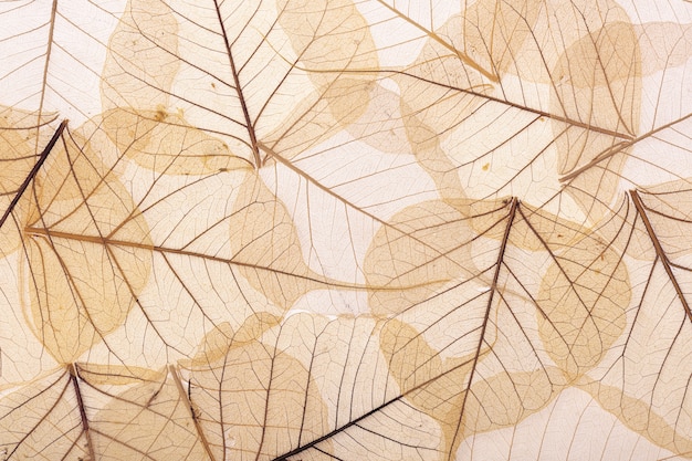 Brown textured leaves