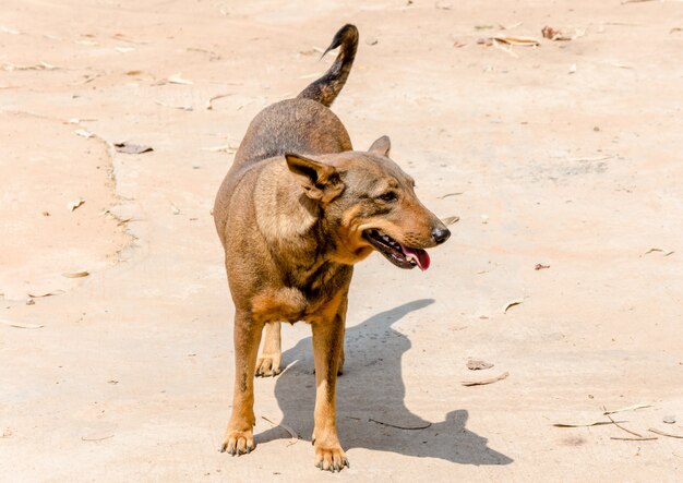 茶色のタイの犬は甘い目をしています