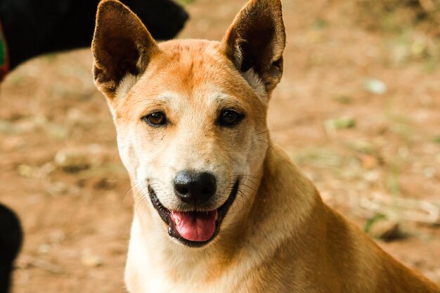 茶色のタイの犬が純粋な顔で何か面白いものを見ています。