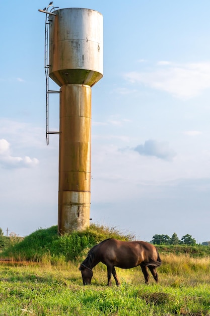A brown thoroughbred horse in a pasture eats green grass a horse walks through a green meadow during sunset against the background of a water tower livestock farm meat production