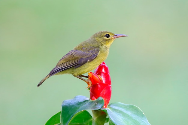 브라운 목 Sunbird Anthreptes malacensis 태국의 아름다운 새들