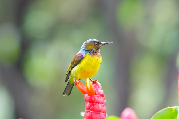 Brown-throated Sunbird Anthreptes malacensis Mooie mannelijke vogels van Thailand