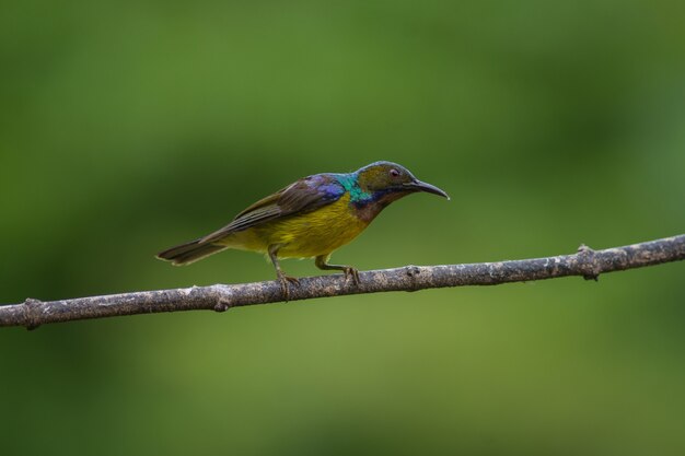 Foto sunbird dalla gola marrone si appollaia sul ramo