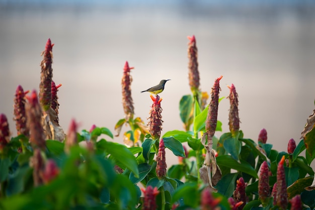 Brown-throated sunbird, Plain-throated sunbird, bird