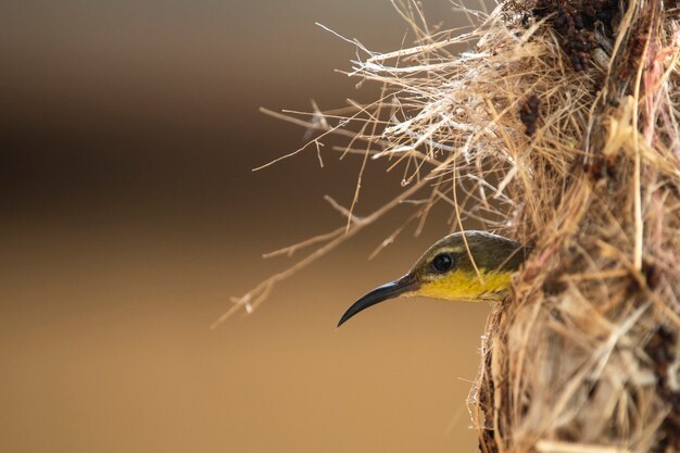 Foto sunbird dalla gola marrone