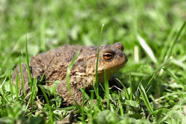 The brown toad with orange eyes sits in a green grass