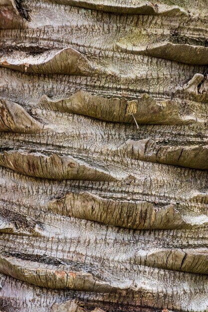 写真 茶色の木の樹皮